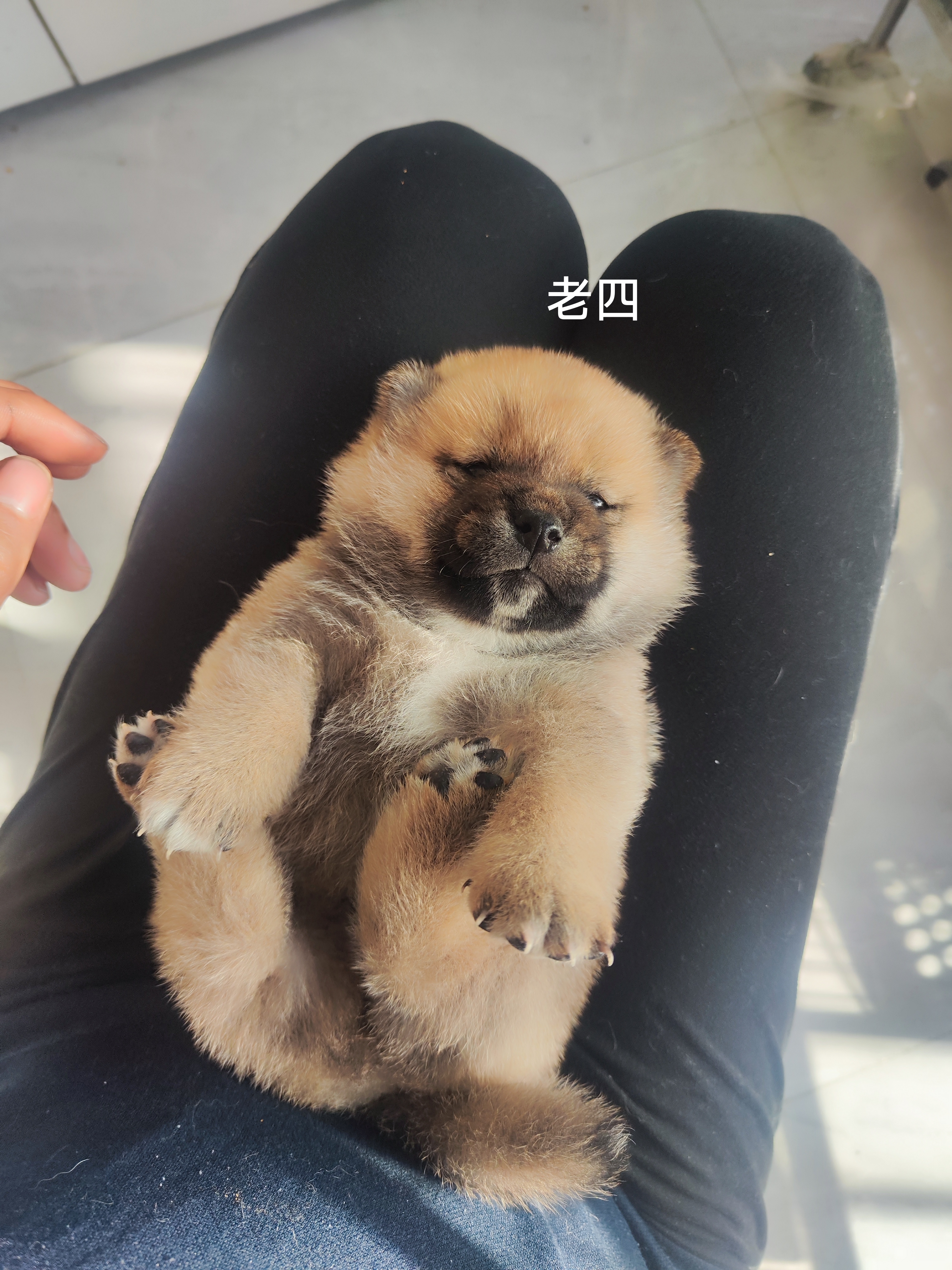 自家繁育精品柴犬，健康保障。